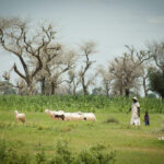 élevage et races locales en Afrique