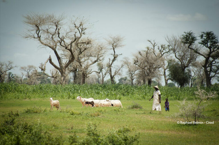 élevage et races locales en Afrique